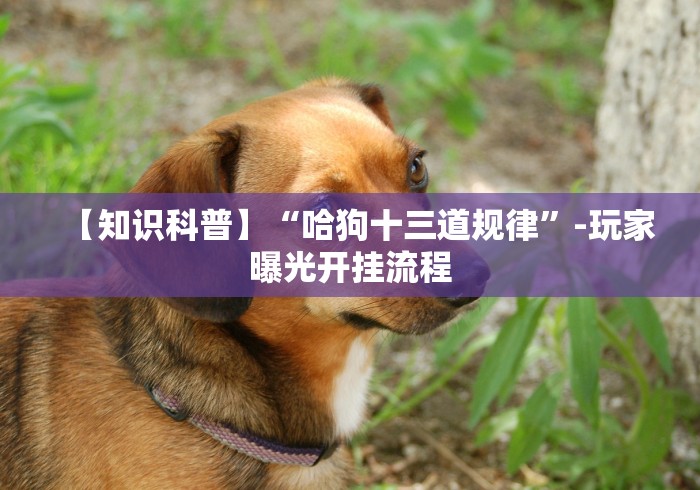 【知识科普】“哈狗十三道规律”-玩家曝光开挂流程