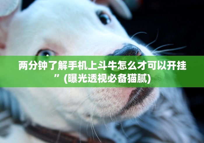 全网解答｜“十三张游戏开挂”分享必要外挂教程
