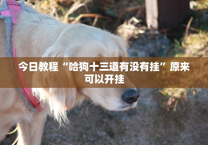 今日教程“哈狗十三道有没有挂”原来可以开挂