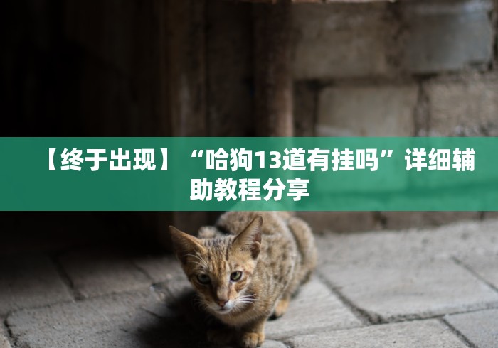 【终于出现】“哈狗13道有挂吗”详细辅助教程分享